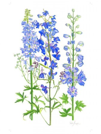 Дельфиниум рисунок карандашом