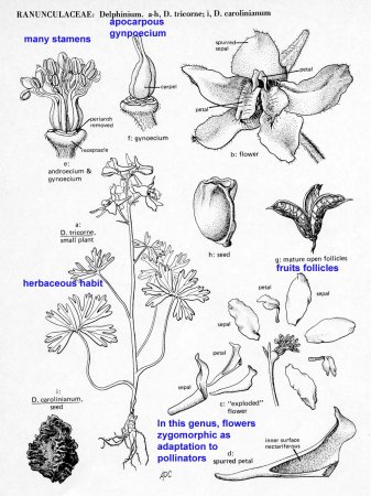 Раскраска дельфиниум цветок