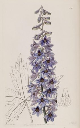 Дельфиниум из бумаги