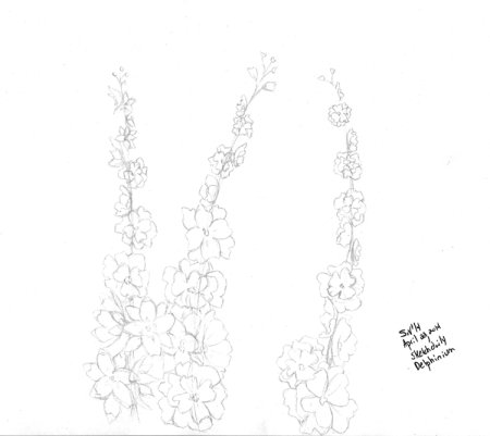 Раскраска дельфиниум цветок