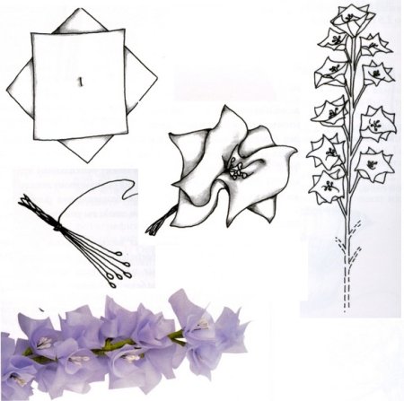 Дельфиниум поэтапно