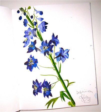 Дельфиниум Графика