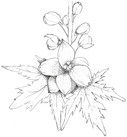 Аконит Ботанический рисунок