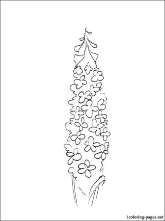 Ботаническая иллюстрация дельфиниум культурный