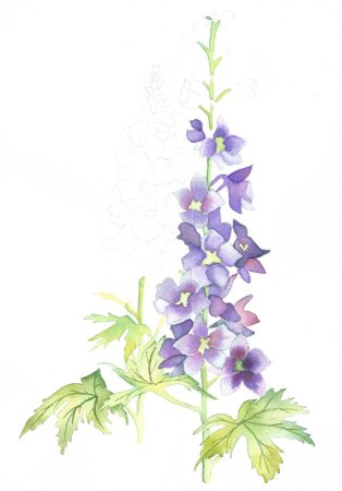 Дельфиниум Аякса рисунок