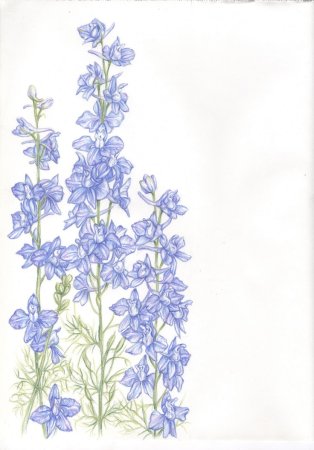Дельфиниум скетч