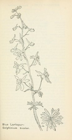 Цветок шалфея и люпина