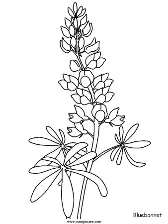 Дельфиниум Аякса рисунок