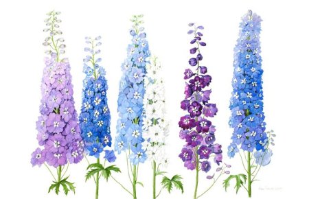 Нарисовать Гладиолус карандашом поэтапно