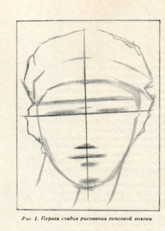 Пропорции гипсовой головы