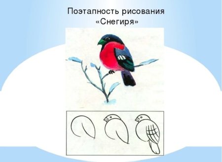 Поэтапное рисование снегиря на ветке