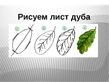 Поэтапное рисование листа дуба