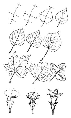 Рисование листьев