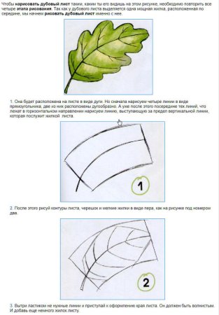Этапы рисования листа
