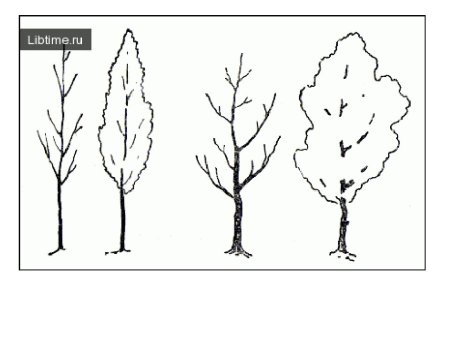 Осина рисунок карандашом