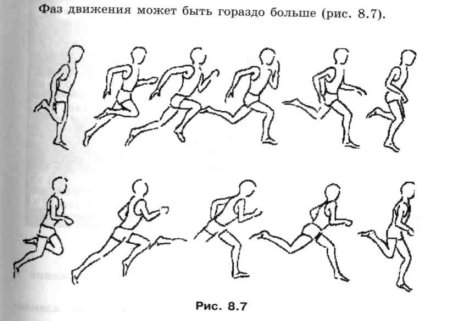 Фазы движений человека в движении