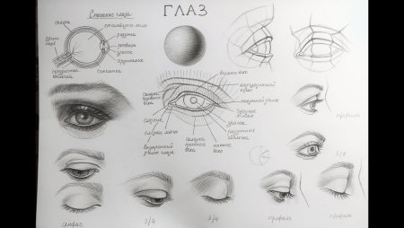 Анатомия глаз для рисования