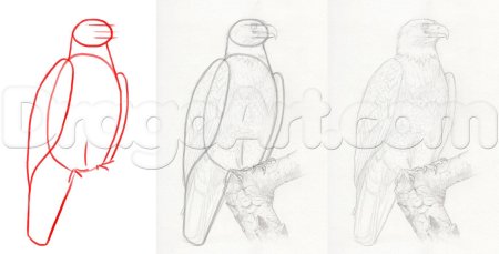 Схема рисования орла