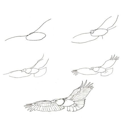 Рисование орла пошагово
