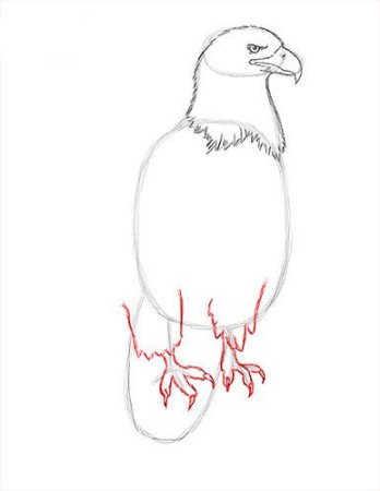 Поэтапное рисование орла карандашом