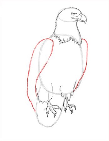 Поэтапное рисование орла