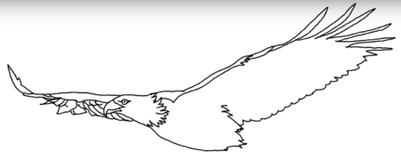 Орел в полете раскраска для детей