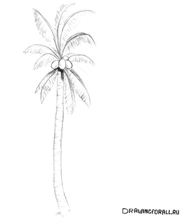 Пальма рисунок цветной