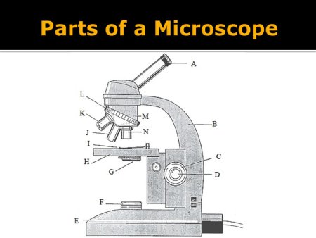 Зарисовать световой микроскоп