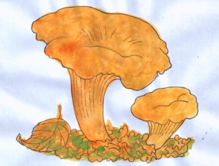 Гриб Лисичка рисунок поэтапно