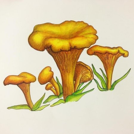 Рисование грибочка лисички в старшей группе