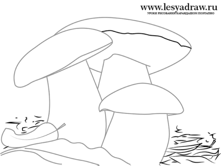 Белый гриб рисовать поэтапно