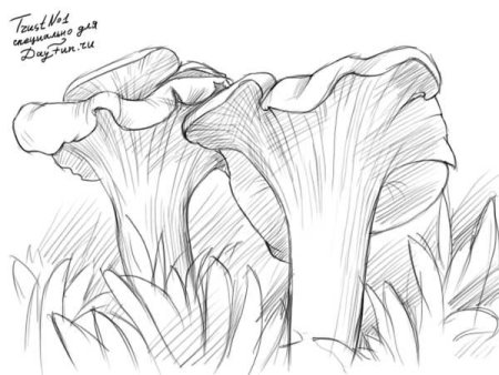 Гриб рисунок