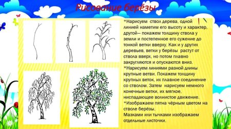 Поэтапное рисование березы в подготовительной группе