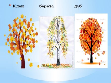 Береза дуб клен