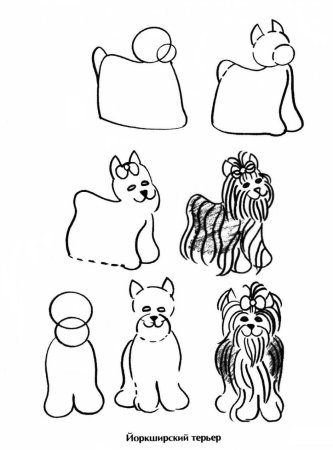 Поэтапное рисование йоркширского терьера