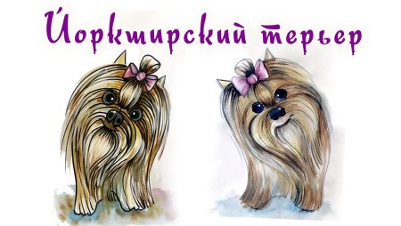 Подходит ли стрельцам собака Йоркширский терьер