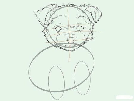 Нарисовать йоркширского терьера пошагово