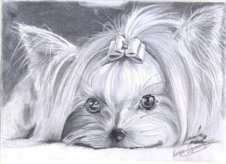 Йоркширский терьер карандашом