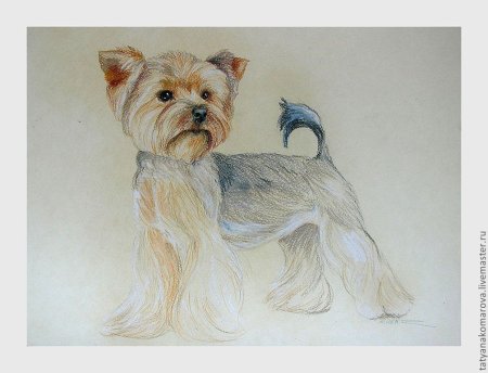 Йоркширский терьер рисунок