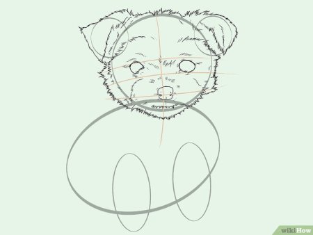 Нарисовать йоркширского терьера пошагово