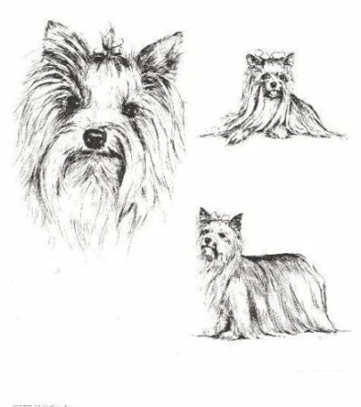 Схема стрижки йоркширского терьера