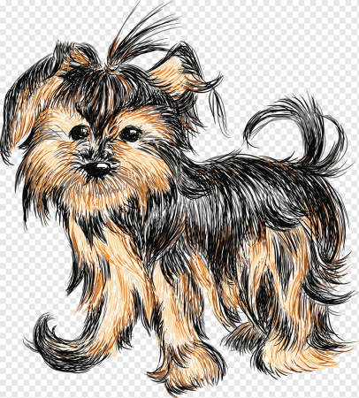 Йоркширский терьер Адда