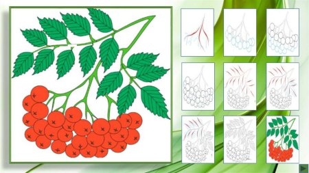 Кисть Рябинки гроздь Калинки рисование
