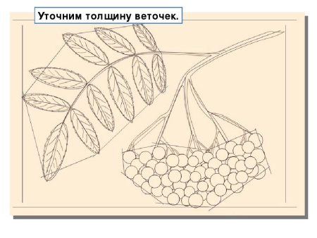 Ветка рябины поэтапное рисование