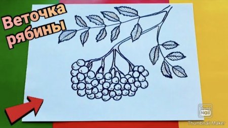 Ветка рябины рисунок для детей поэтапно