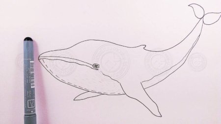 Рисунок синего кита поэтапно (46 фото)