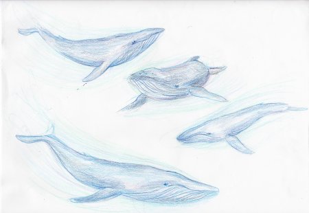 Этапы рисования кита