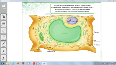 Строение растительной клетки 5 класс биология рисунок