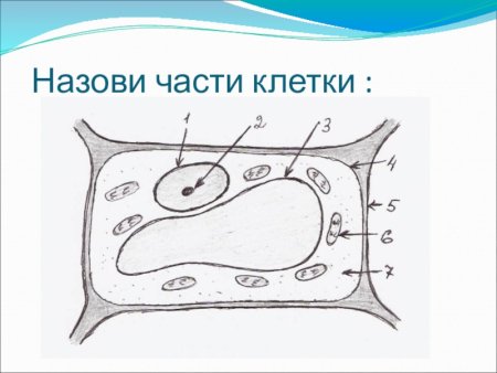 Строение растительной клетки 5 класс биология рисунок