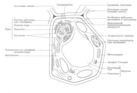 Схема растительной клетки 6 класс биология